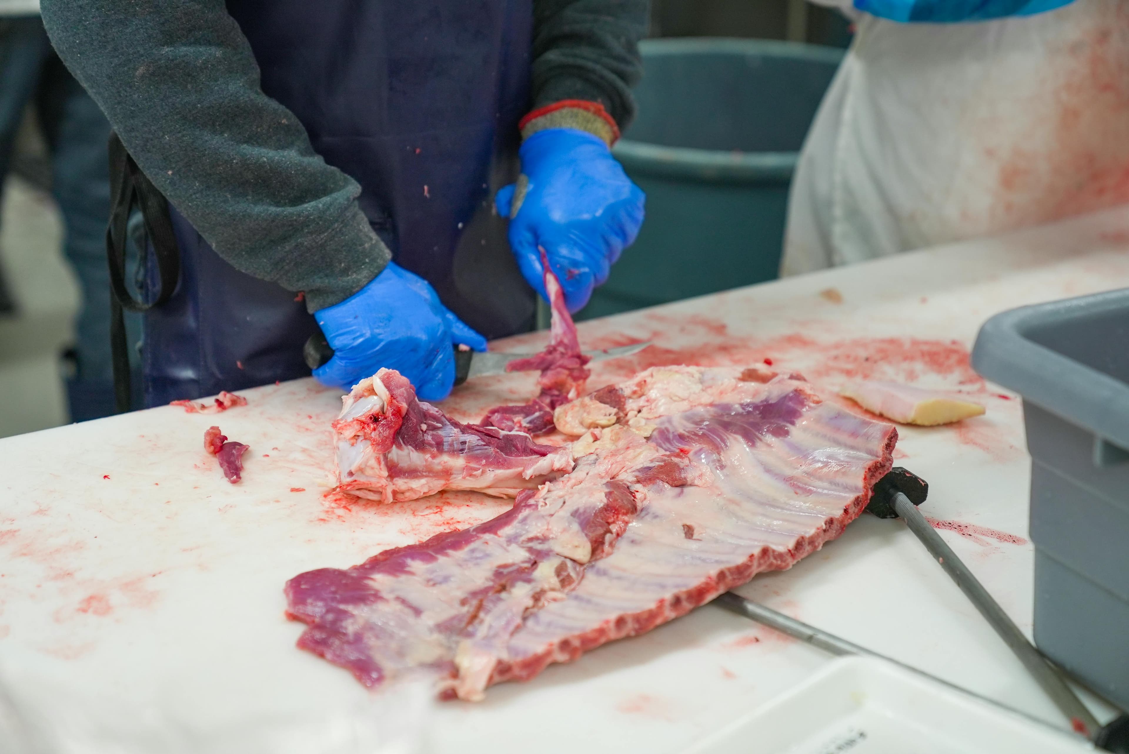 Travail de reprise sur carcasse porcine